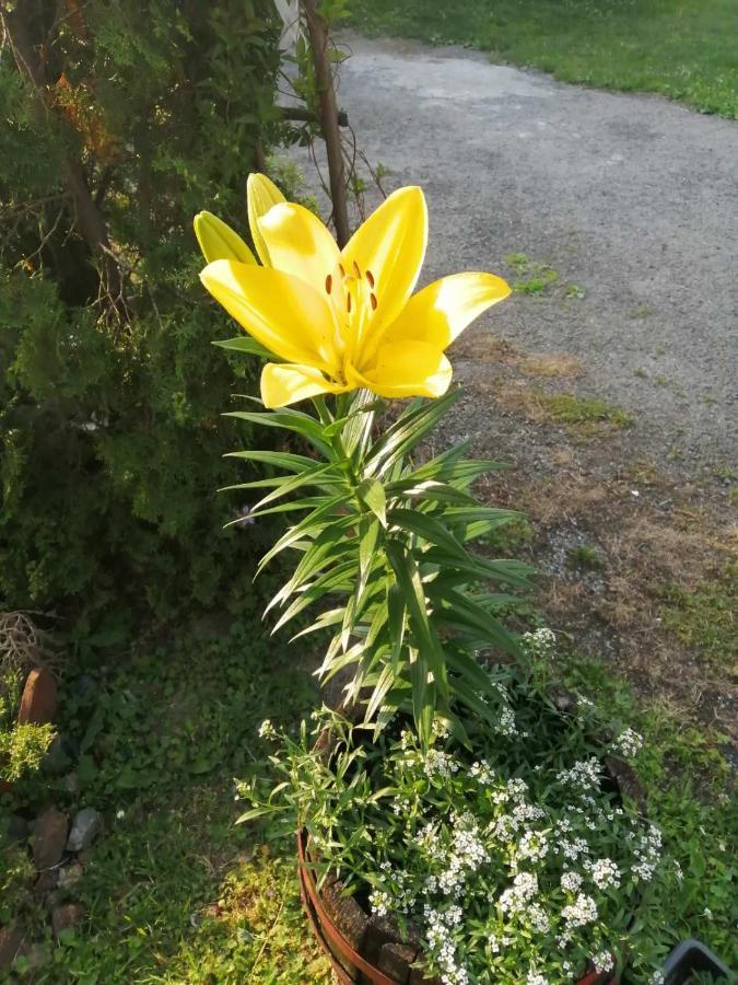 Apartman Nebojsa Rudnik Dış mekan fotoğraf